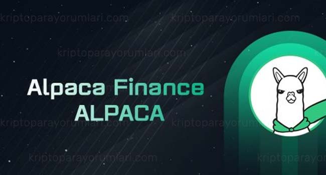 alpaca coin yorum